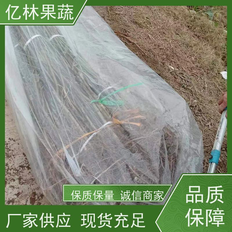 基地供应 桃树苗 晚熟品种桃 口感脆甜 果实饱满味道好