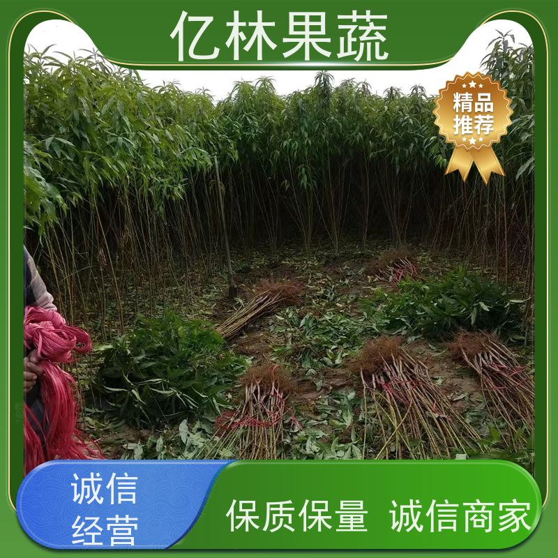 基地供应 油桃苗 现挖现发新鲜 粗两公分 果实饱满味道好