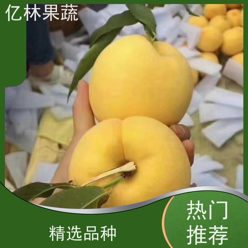 基地供应 秋彤桃 嫁接技术指导 抗寒能力强 根系饱满成活率高