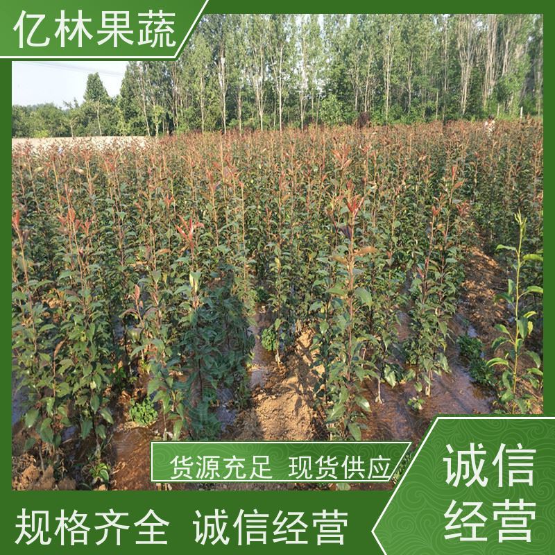 基地供应 园林嫁接桃苗 三公分现挖现发 品种齐全 易栽培桃树苗
