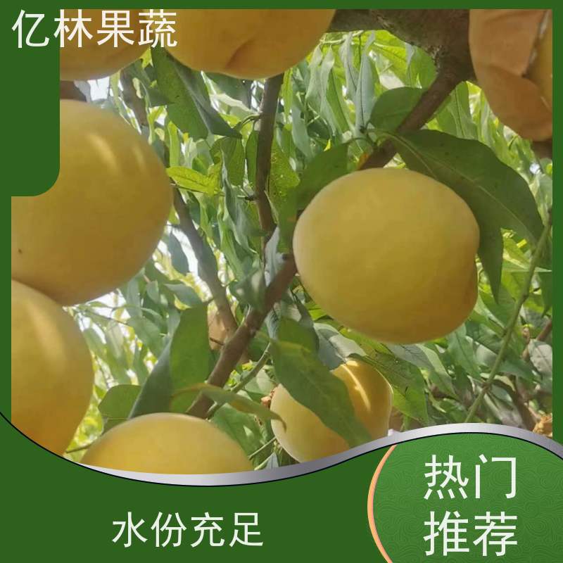 基地供应 秋彤桃 晚熟品种桃 口感脆甜 果实饱满味道好