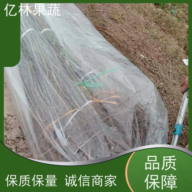 亿林苗木 晚熟桃树苗 现挖现发新鲜 粗两公分 果实饱满味道好