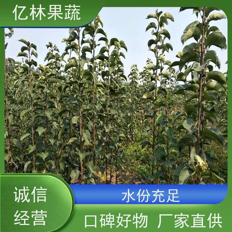 亿林苗木 晚熟桃树苗 三公分现挖现发 品种齐全 根系饱满成活率高