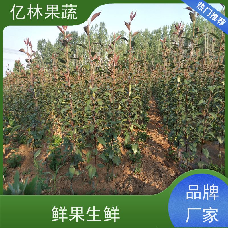 亿林苗木 油桃苗 果树苗批发 当年结果 根系饱满成活率高