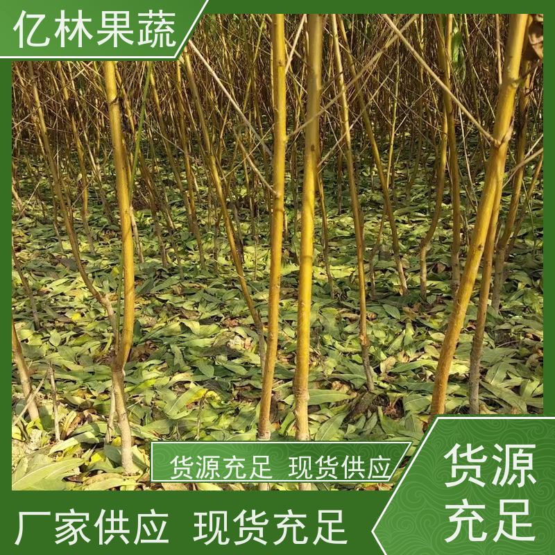 基地供应 秋彤桃 园林绿化果树苗 抗寒能力强 成活率高