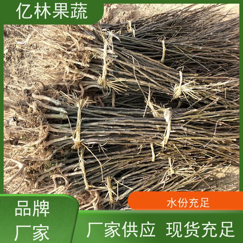 亿林苗木 黄桃苗 特产果树桃幼苗 根系饱满成活率高