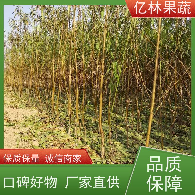 基地培育 冬桃苗 特产果树桃幼苗 果实饱满味道好