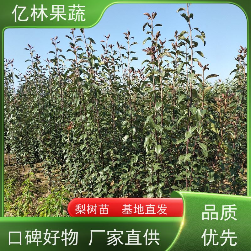 基地培育 黄桃苗 现挖现发 口感香甜 果实饱满味道好