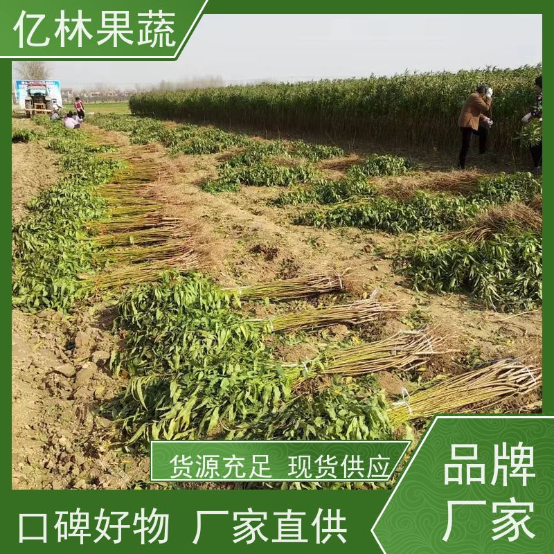 基地供应 黄桃苗 三公分现挖现发 品种齐全 果实饱满味道好