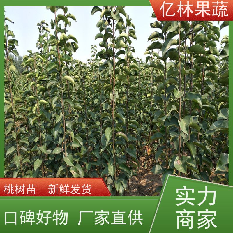 基地培育 油桃苗 嫁接技术指导 抗寒能力强 成活率高