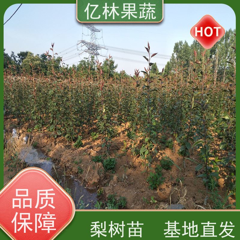 基地供应 秋彤桃 现挖现发 口感香甜 易栽培桃树苗