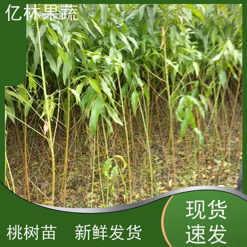 基地供应 秋彤桃 特产果树桃幼苗 果实饱满味道好