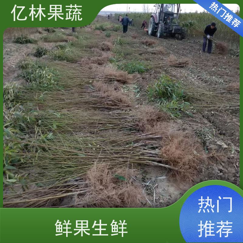亿林苗木 黄桃苗 三公分现挖现发 品种齐全 成活率高