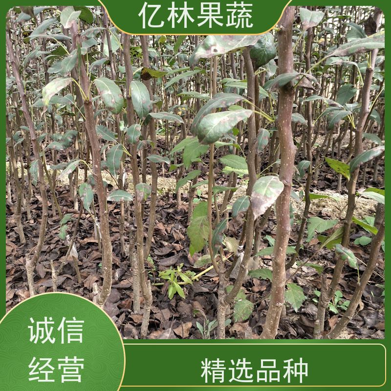 基地供应 油桃苗 果树苗批发 当年结果 成活率高
