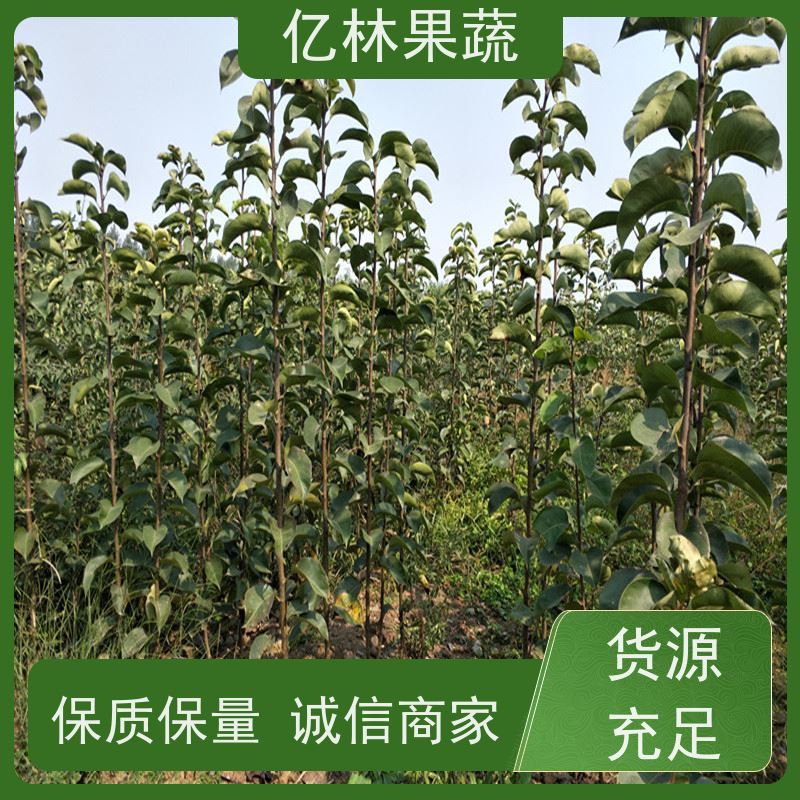基地供应 园林嫁接桃苗 新品种挑苗 香甜可口 易栽培桃树苗