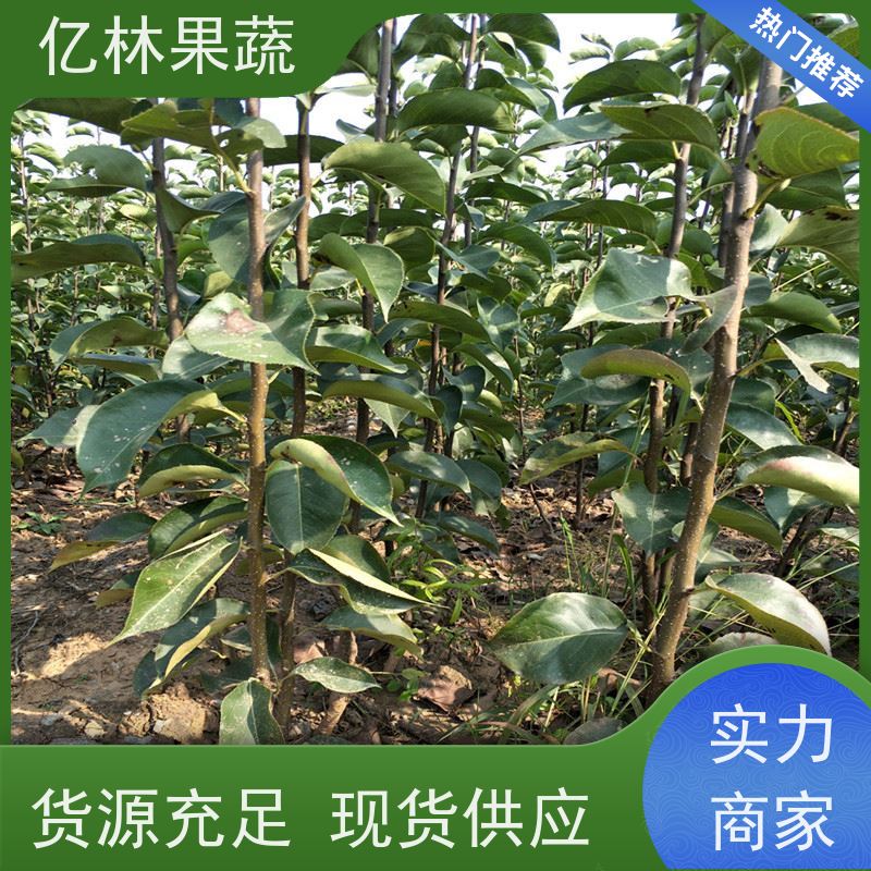 基地供应 冬桃苗 现挖现发新鲜 粗两公分 易栽培桃树苗