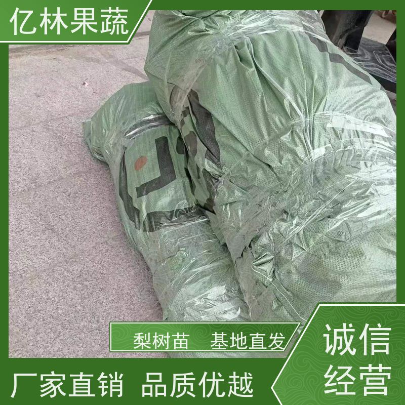 基地供应 油桃苗 盆栽地栽庭院桃树苗苗 果实饱满味道好