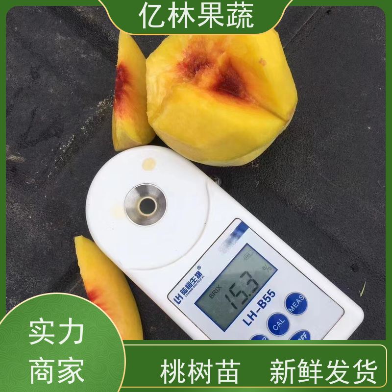 亿林苗木 园林嫁接桃苗 三公分现挖现发 品种齐全 果实饱满味道好