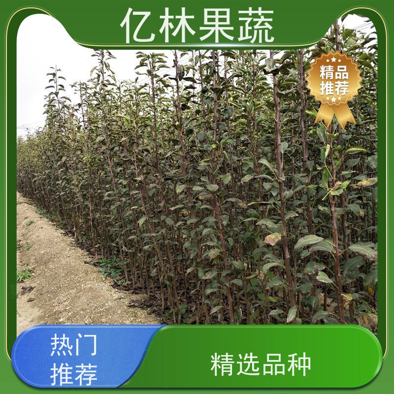 基地供应 冬桃苗 三公分现挖现发 品种齐全 根系饱满成活率高
