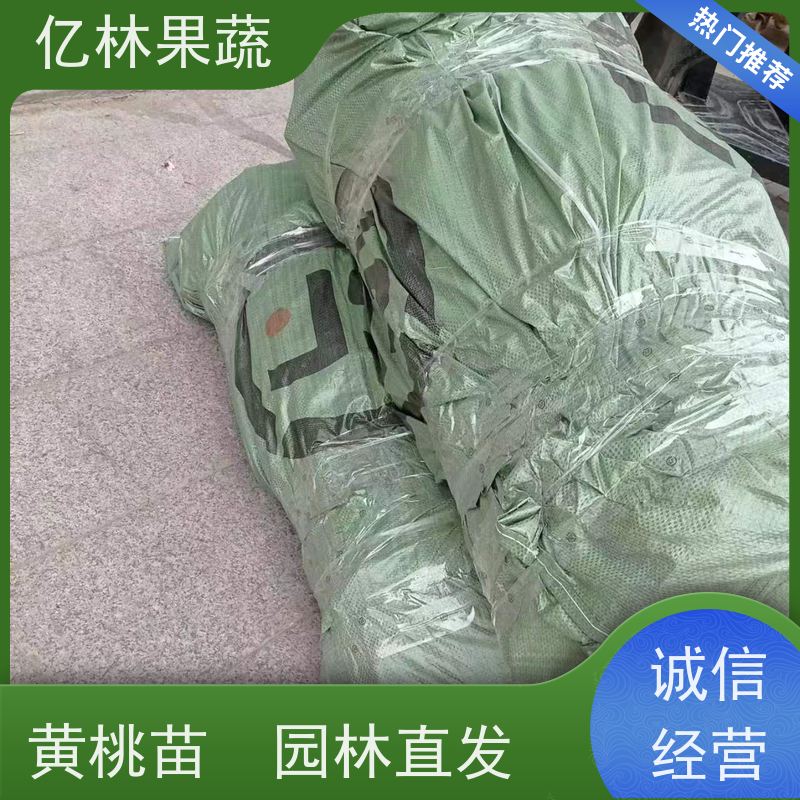 基地培育 油桃苗 桃树果苗批发 自家园林 果实饱满味道好