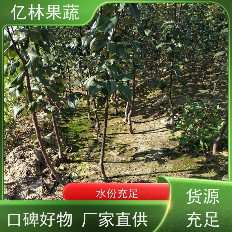亿林苗木 晚熟桃树苗 现挖现发新鲜 粗两公分 果实饱满味道好