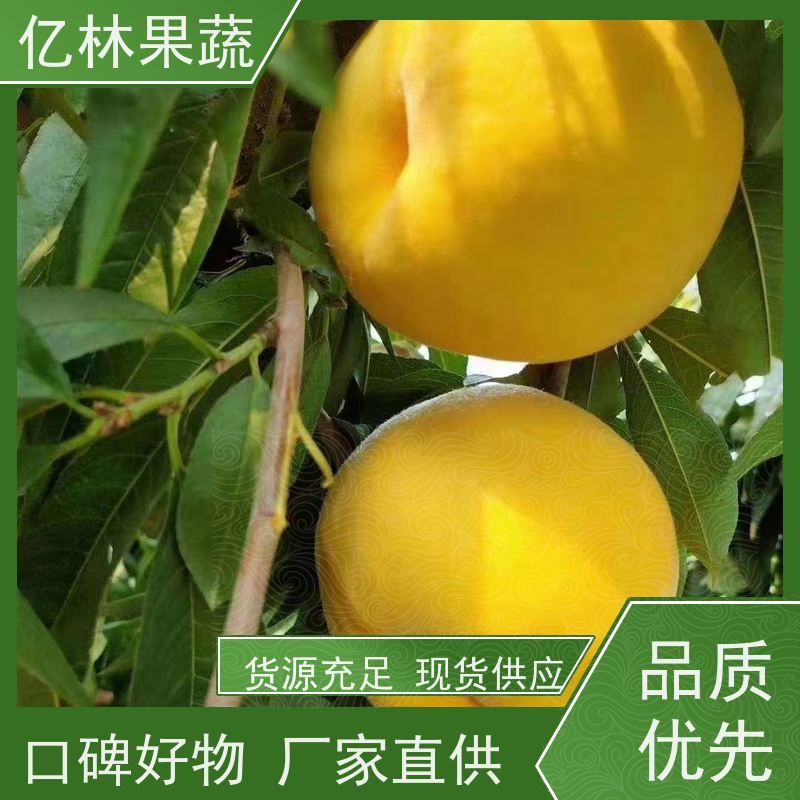 基地供应 黄桃苗 特产果树桃幼苗 果实饱满味道好