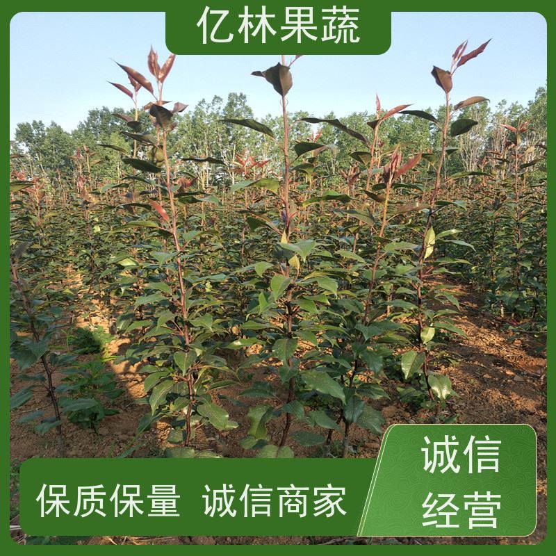 基地供应 秋彤桃 晚熟品种桃 口感脆甜 成活率高