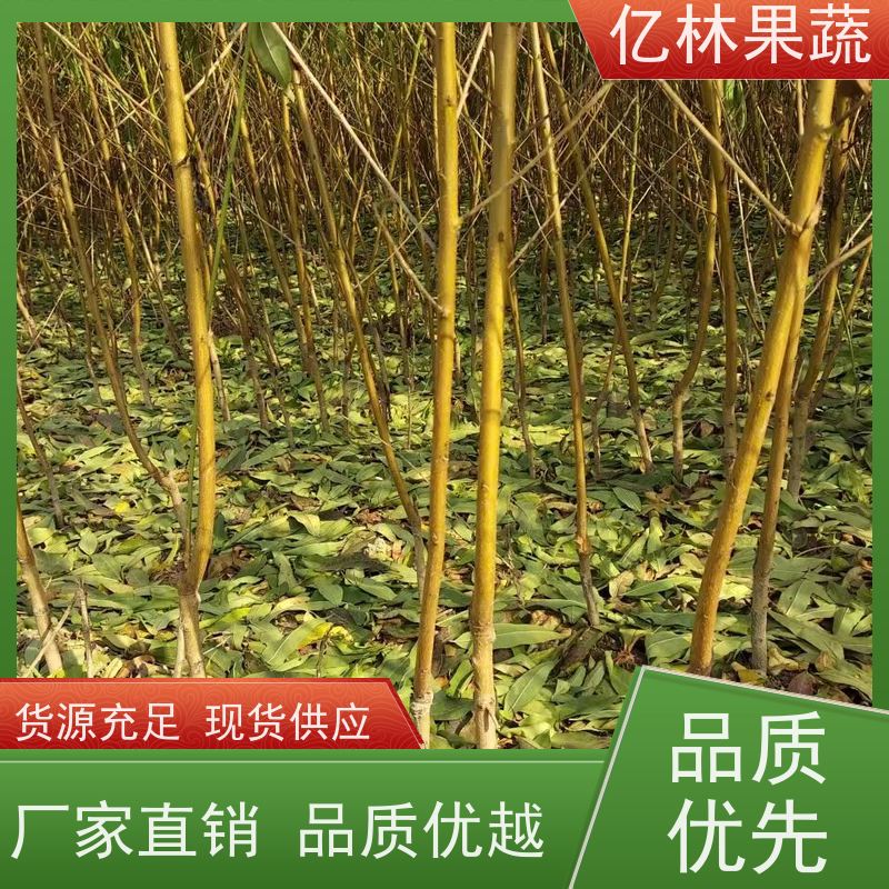 基地培育 桃树苗 嫁接技术指导 抗寒能力强 成活率高
