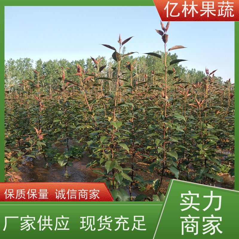 基地供应 黄桃苗 新品种挑苗 香甜可口 成活率高