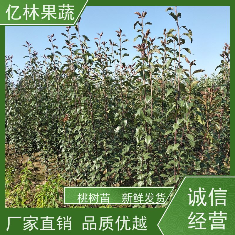 基地供应 冬桃苗 南北方种植 桃树果树苗 根系饱满成活率高