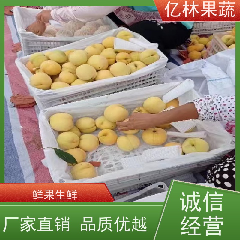 亿林苗木 冬桃苗 嫁接技术指导 抗寒能力强 果实饱满味道好