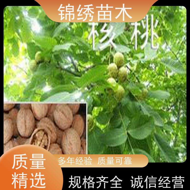 基地直供1-6公分核桃苗 成活率高适应性强 密植栽培 易于管理产量高