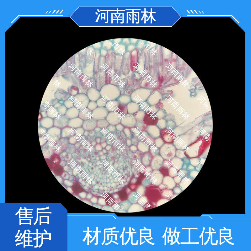 雨林教育 个性化定做 售后无忧 各类标本 质量保障