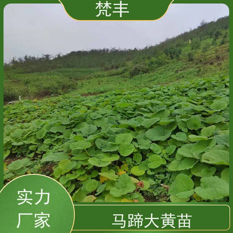 梵丰 大黄育苗 庭院绿化常绿苗木 在线接单 物流配送 