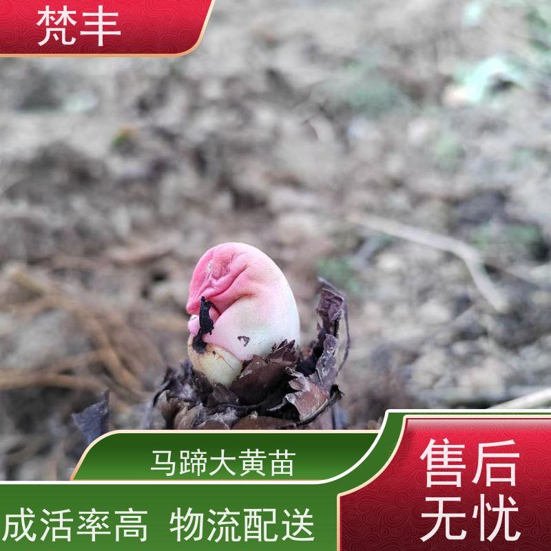 梵丰 大黄饮片 原产地 种植基地 盆栽耐寒易活苗