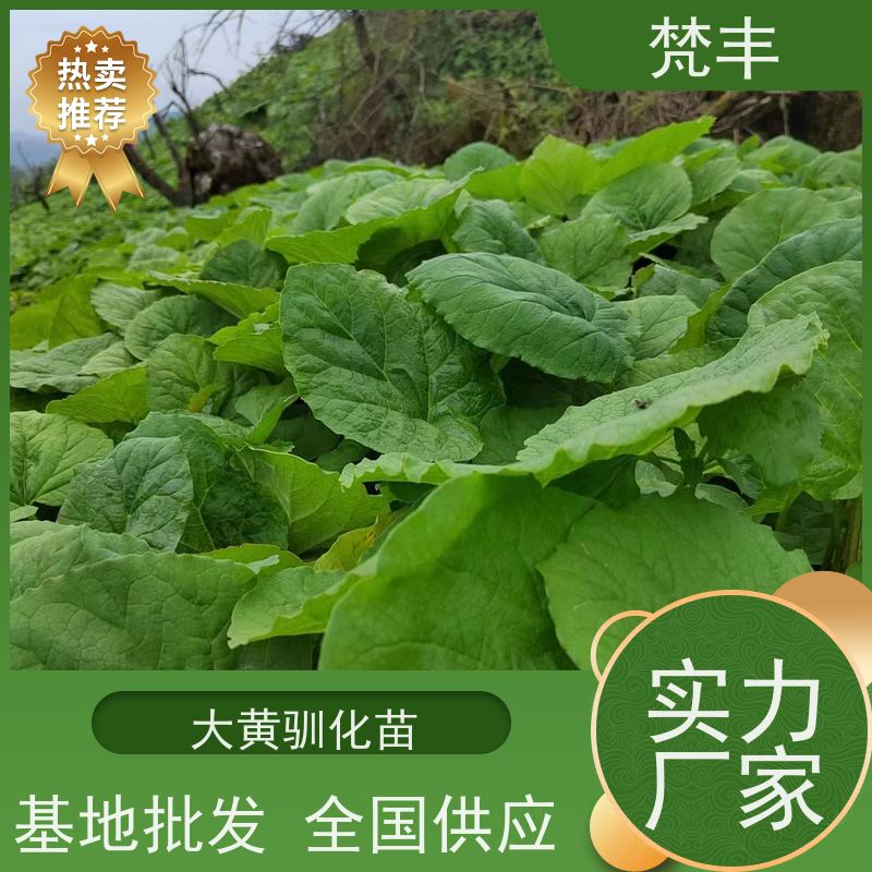 梵丰 大黄回收 活抗虫害全国发货 在线接单 物流配送 