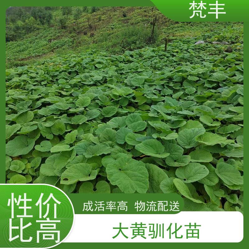 梵丰 大黄种子 成活率高 品质好 长期供应 诚信经营