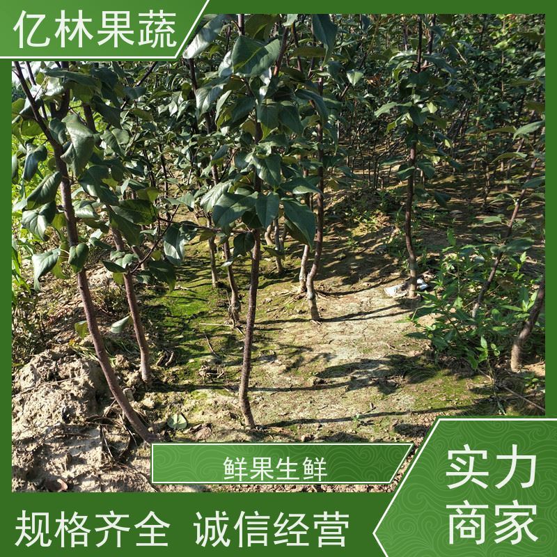 基地供应 秋彤桃 特产果树桃幼苗 根系饱满成活率高