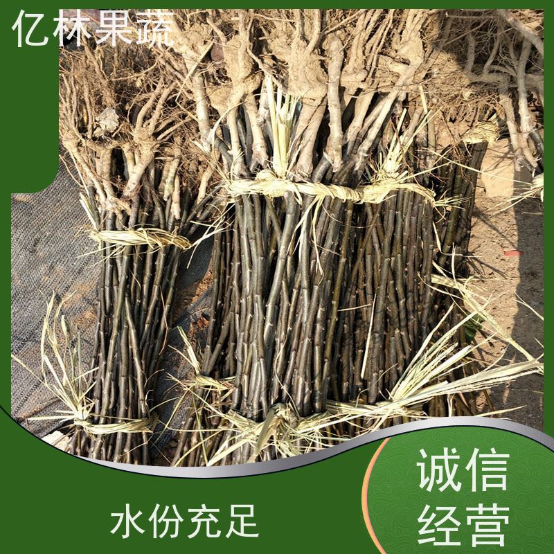 亿林苗木 秋彤桃 盆栽地栽庭院桃树苗苗 基地直发