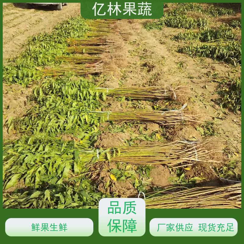 亿林苗木 黄桃苗 特产果树桃幼苗 易栽培桃树苗