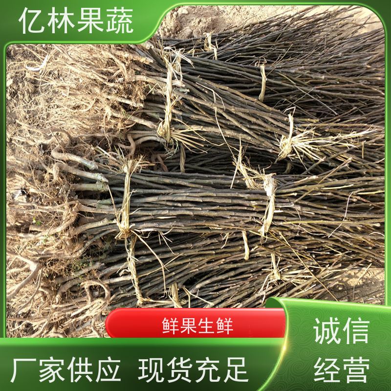 基地供应 秋彤桃 晚熟品种桃 口感脆甜 成活率高