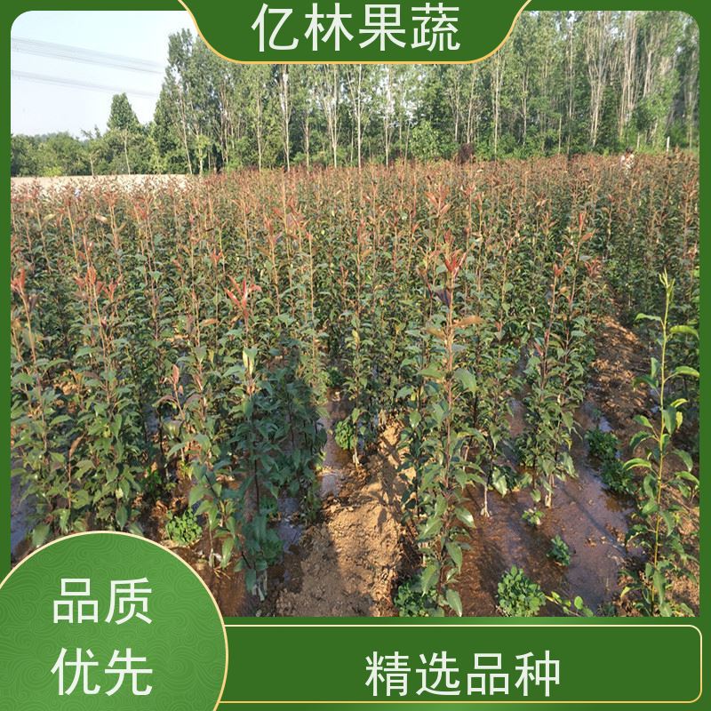 亿林苗木 冬桃苗 三公分现挖现发 品种齐全 成活率高