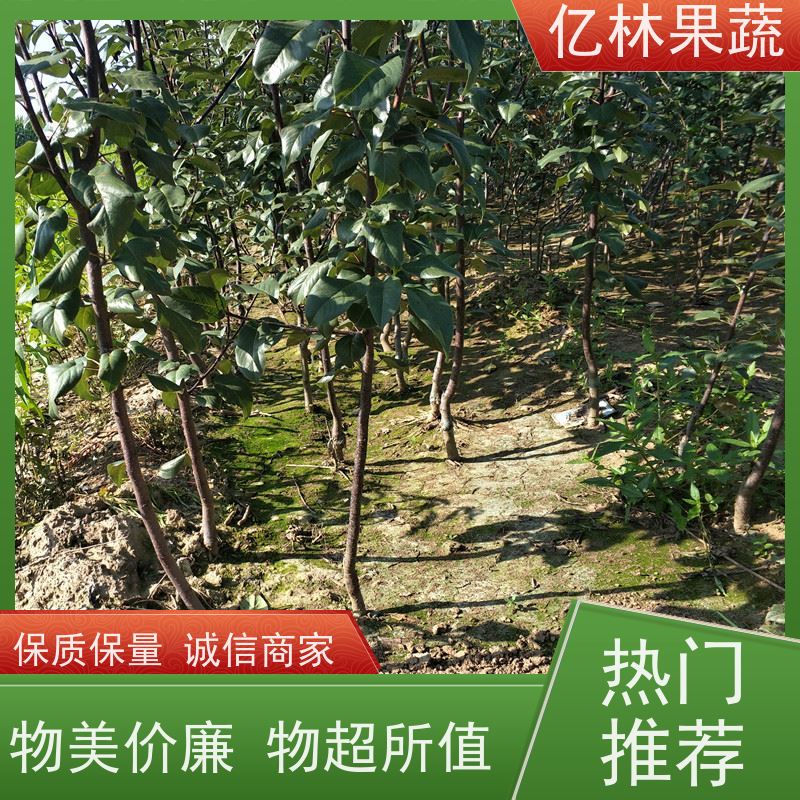 亿林苗木 黄桃苗 现挖现发 口感香甜 果实饱满味道好