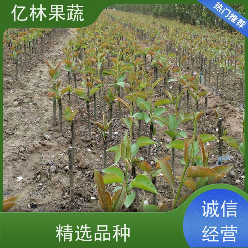 基地供应 冬桃苗 现挖现发新鲜 粗两公分 果实饱满味道好