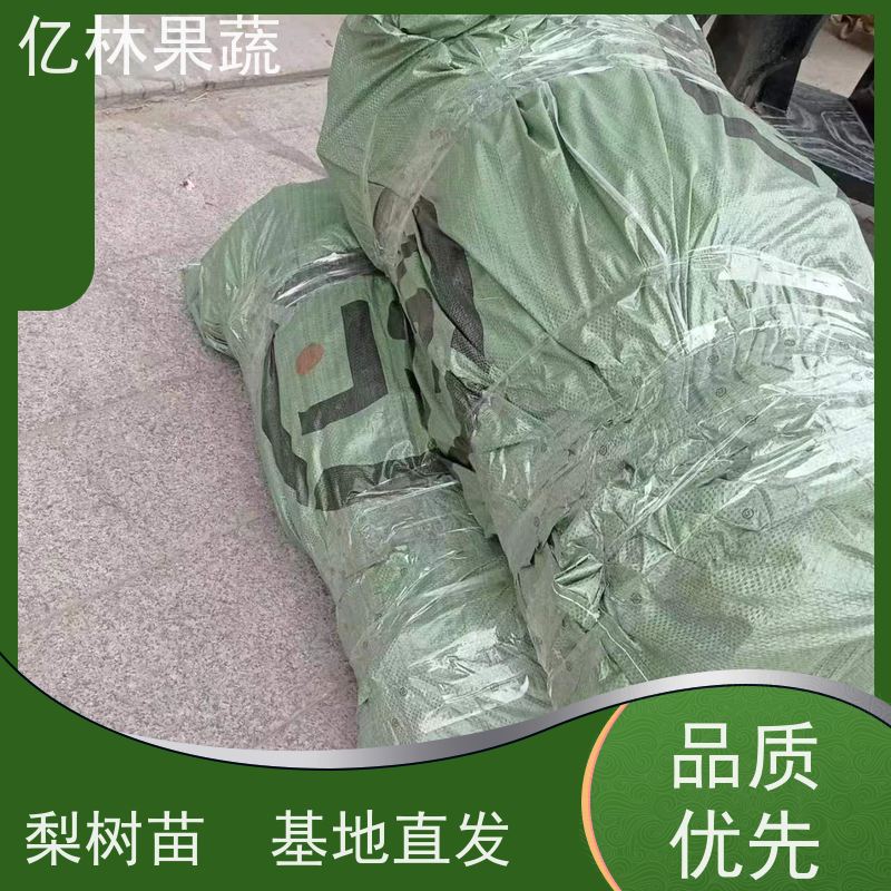 基地培育 冬桃苗 特产果树桃幼苗 果实饱满味道好