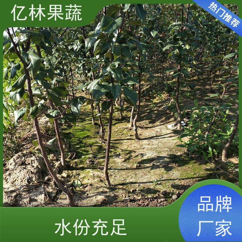 基地供应 冬桃苗 特产果树桃幼苗 根系饱满成活率高