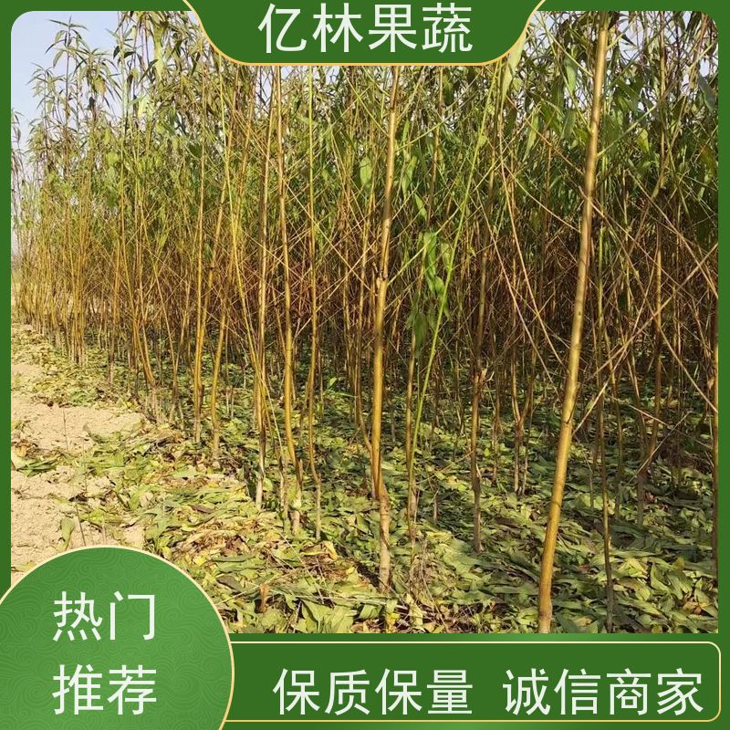 亿林苗木 黄桃苗 晚熟品种桃 口感脆甜 成活率高