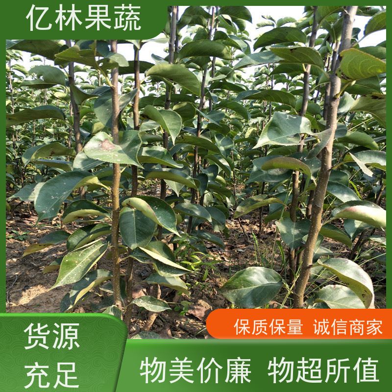基地培育 秋彤桃 现挖现发 口感香甜 根系饱满成活率高