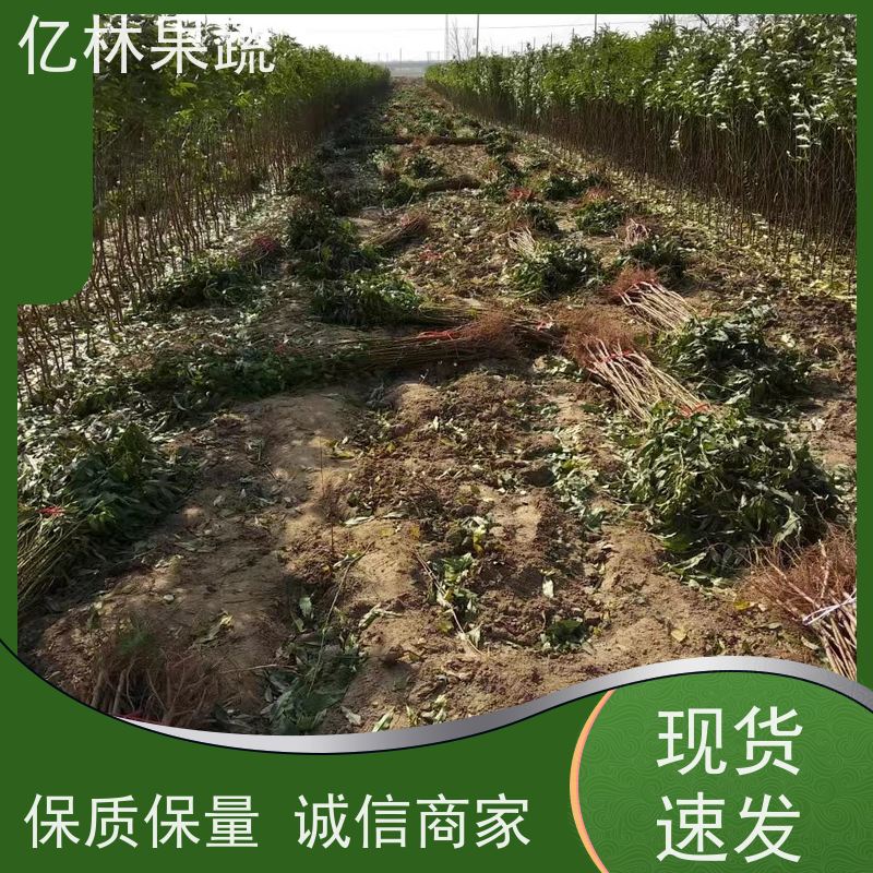亿林苗木 黄桃苗 三公分现挖现发 品种齐全 易栽培桃树苗