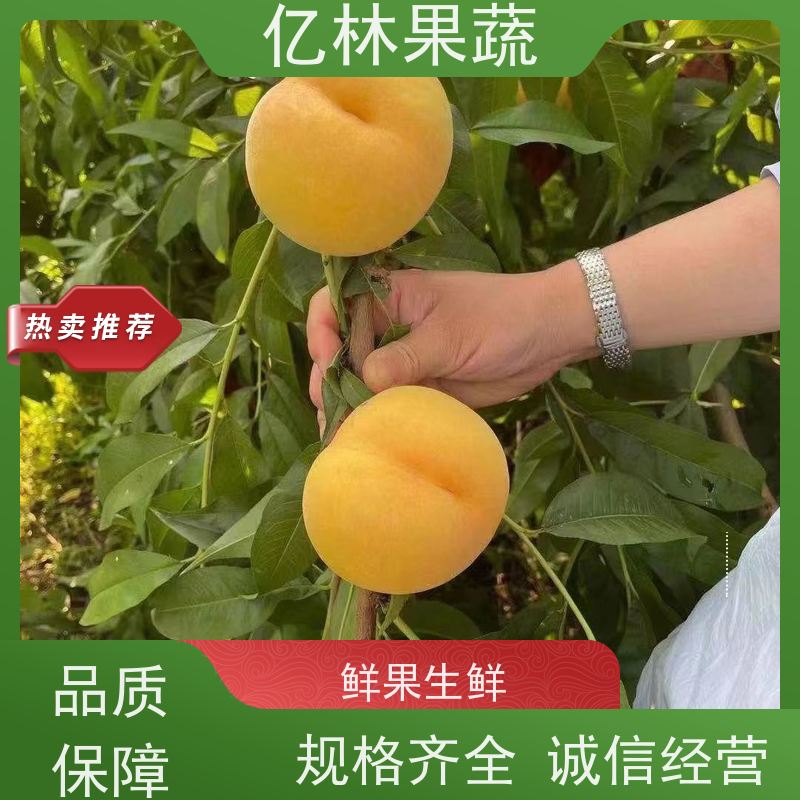 基地供应 园林嫁接桃苗 南北方种植 桃树果树苗 根系饱满成活率高
